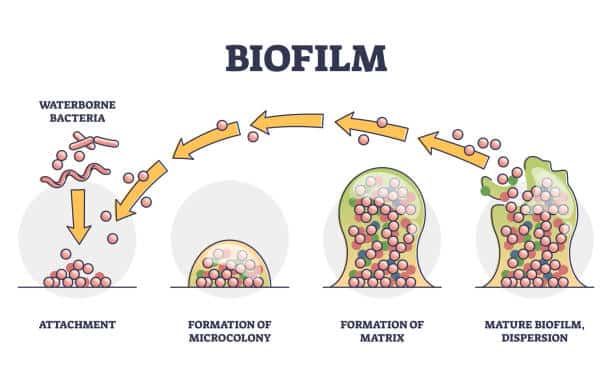 El dióxido de cloro previene la formación de biopelículas